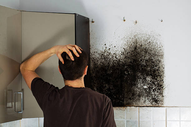 Why You Should Choose Our Mold Remediation Services in Chevy Chase View, MD